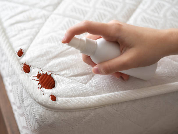 Best Bed Bug Extermination  in Lake City, AR